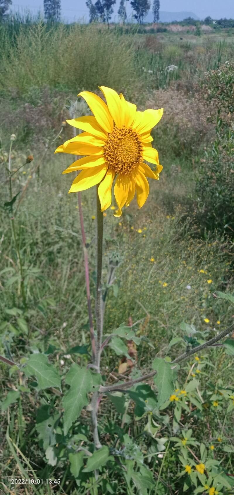 Tithonia tubaeformis flower