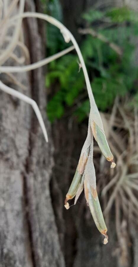 Tillandsia caliginosa flower