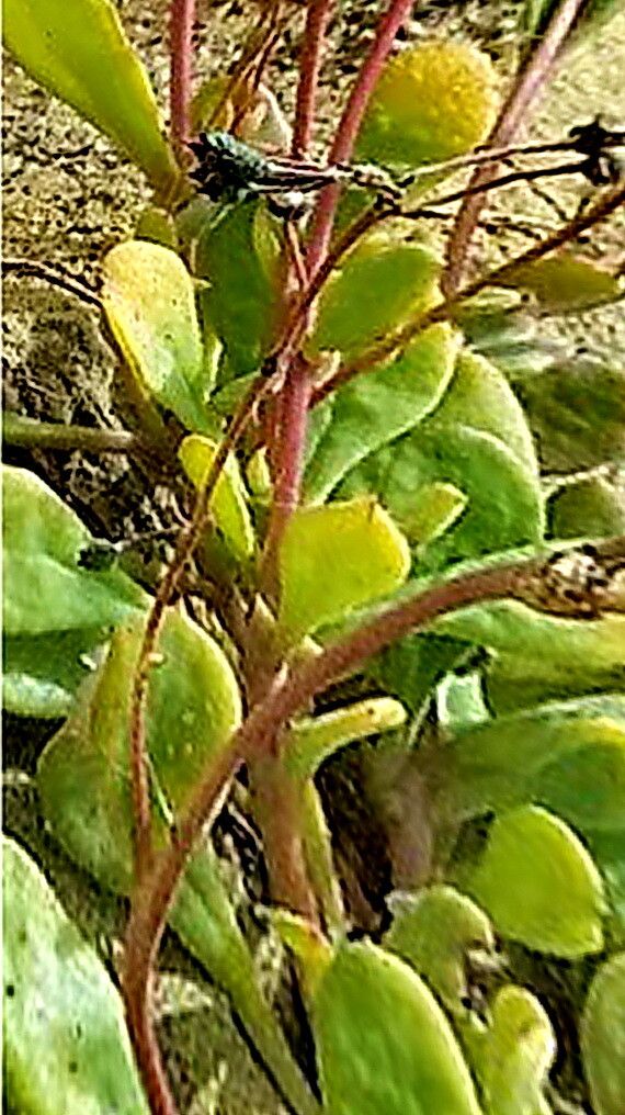 Cistanthe maritima — houseplant care guide