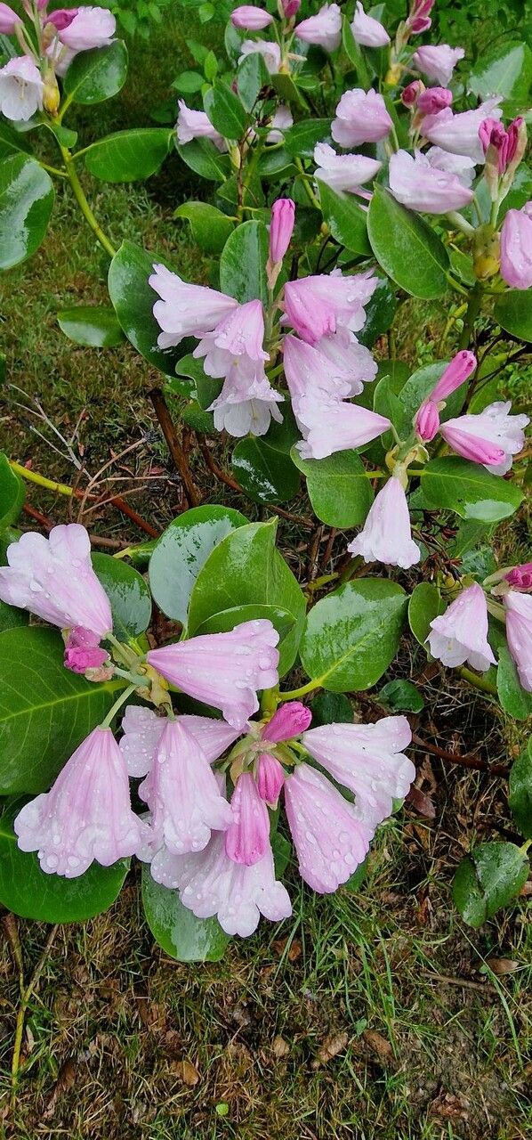 Rhododendron platypodum flower