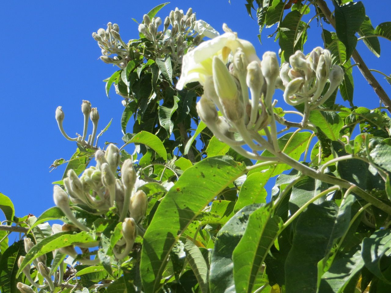 Ipomoea arborescens flower