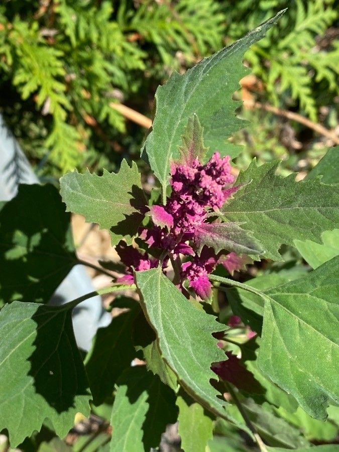 Chenopodium giganteum flower