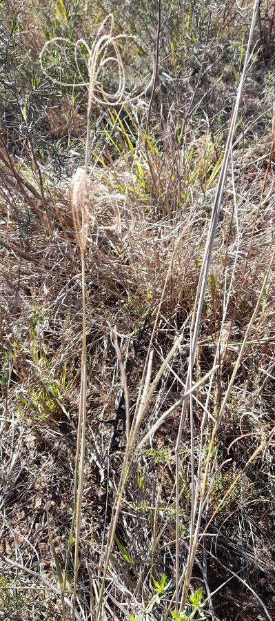 Chloris ciliata habit