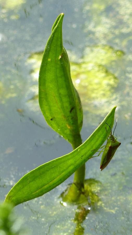 Potamogeton praelongus — search result for 'Potamogeton'