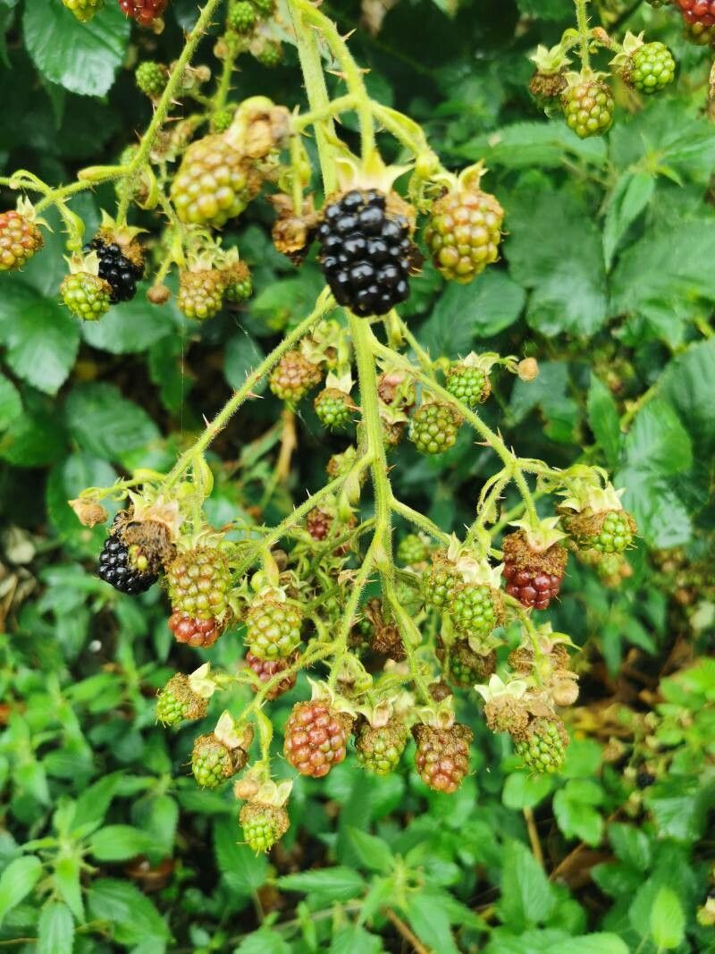 Rubus montanus flower