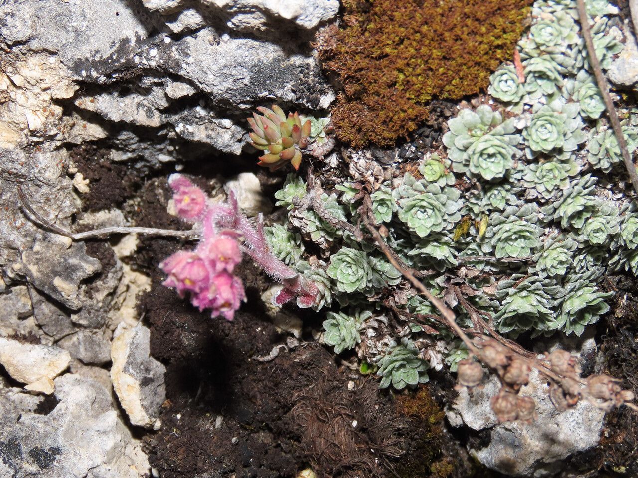 Saxifraga porophylla — search result for 'Saxifraga'
