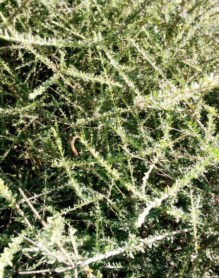 Maerua parvifolia leaf