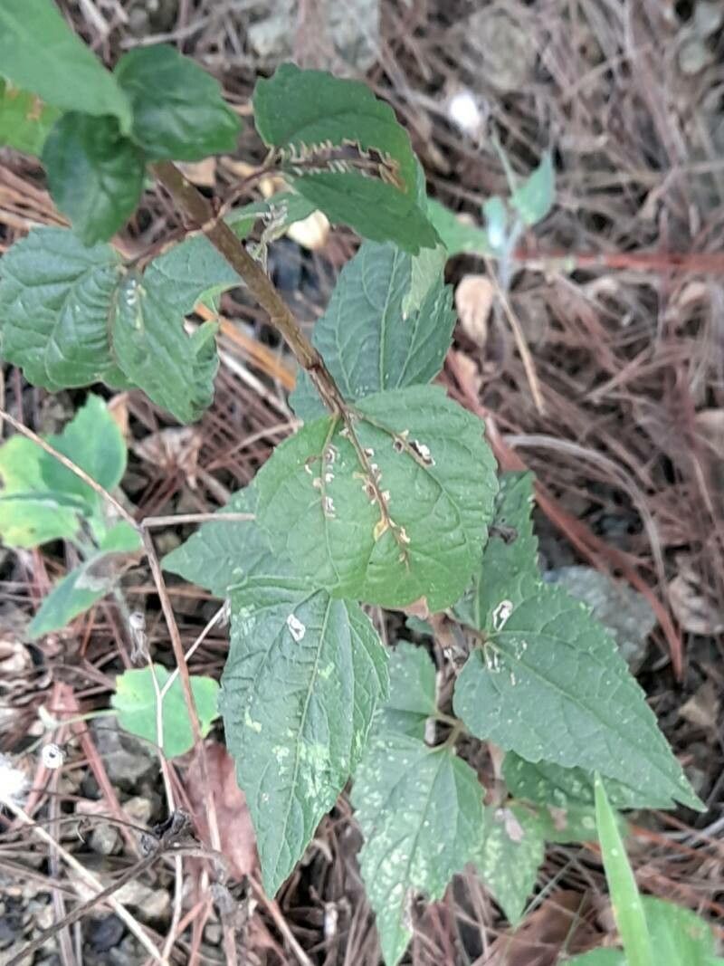 Koanophyllon gibbosum — related species from the same genus