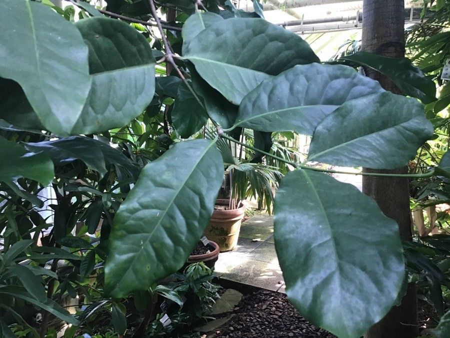 Gnetum gnemon — search result for 'Malaysia'