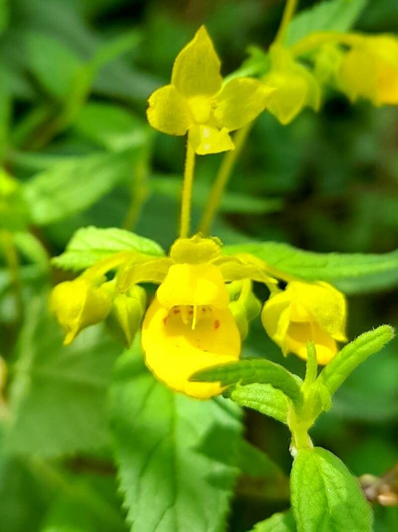 Calceolaria polyclada flower