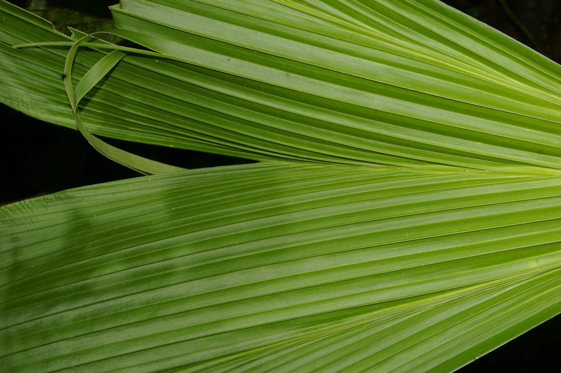 Asplundia euryspatha — related species from the same genus