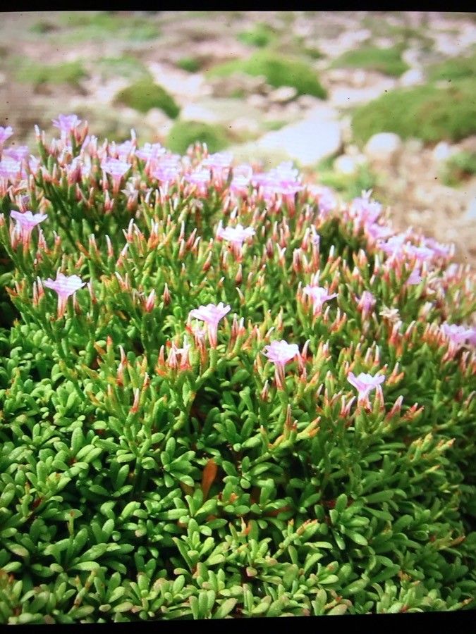Limonium bonifaciense flower