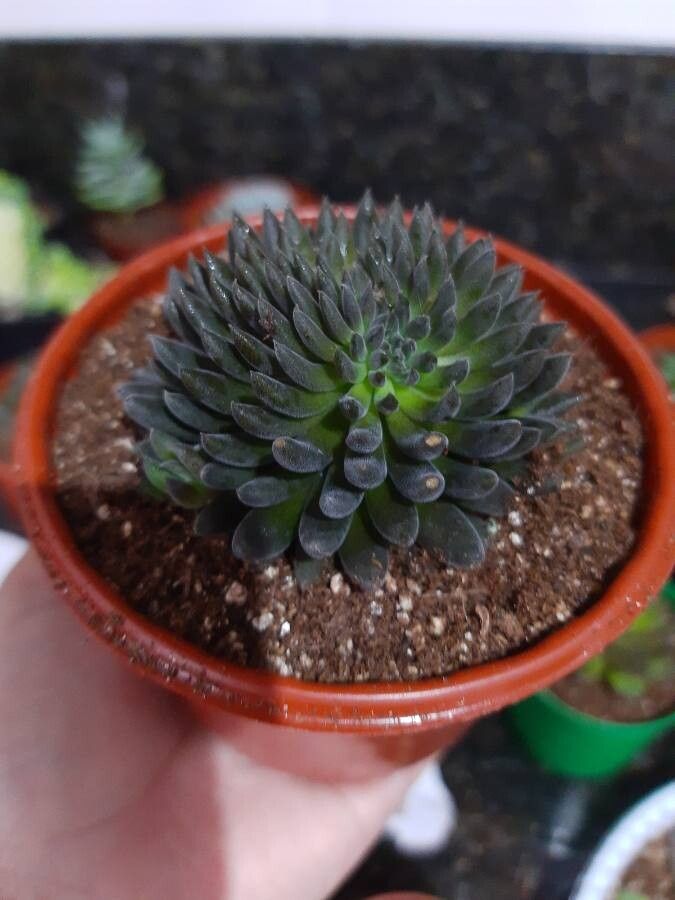 Sinocrassula yunnanensis flower