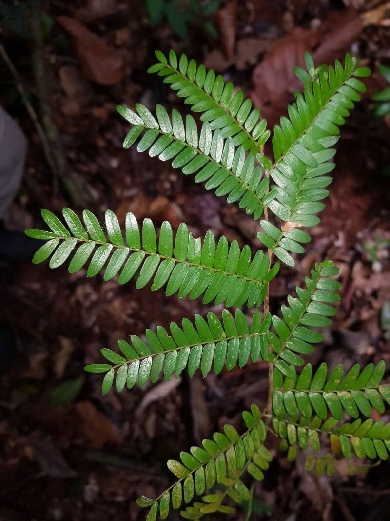 Copaifera camibar leaf