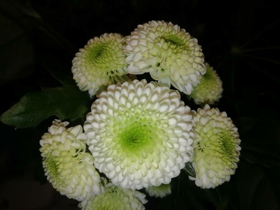 Chrysanthemum × morifolium