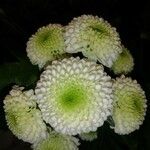 Chrysanthemum × morifolium