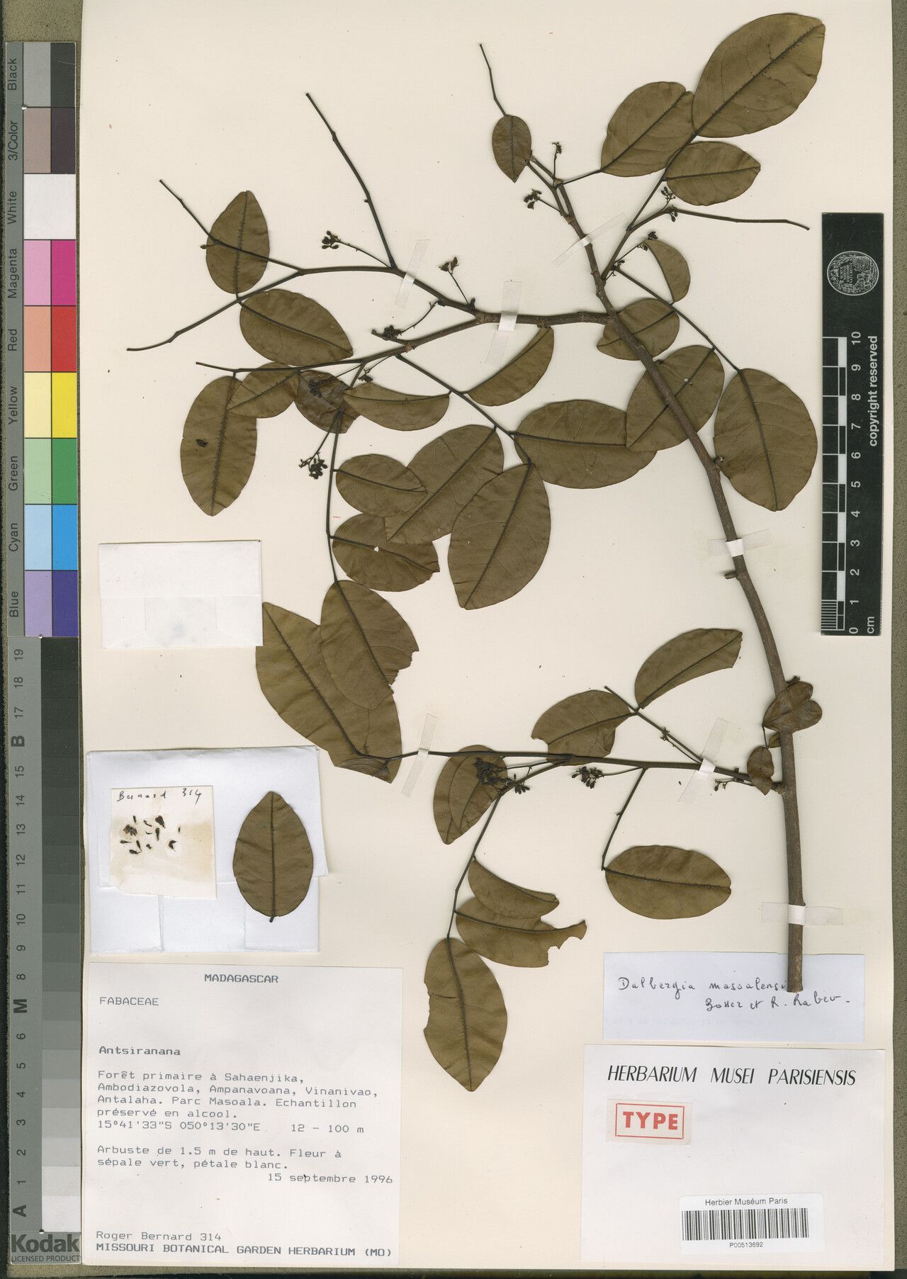 Dalbergia masoalensis — houseplant care guide