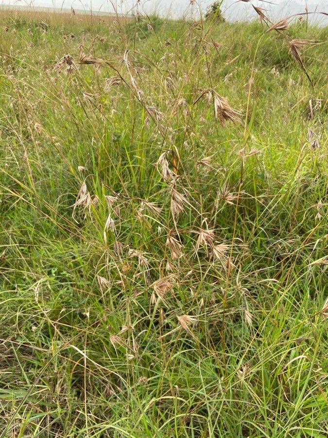 Themeda triandra leaf