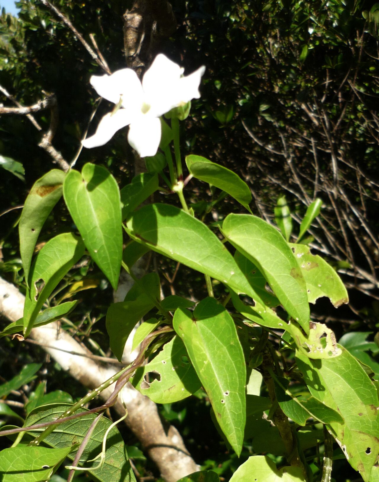 Thunbergia hastata — search result for 'Thunbergia'