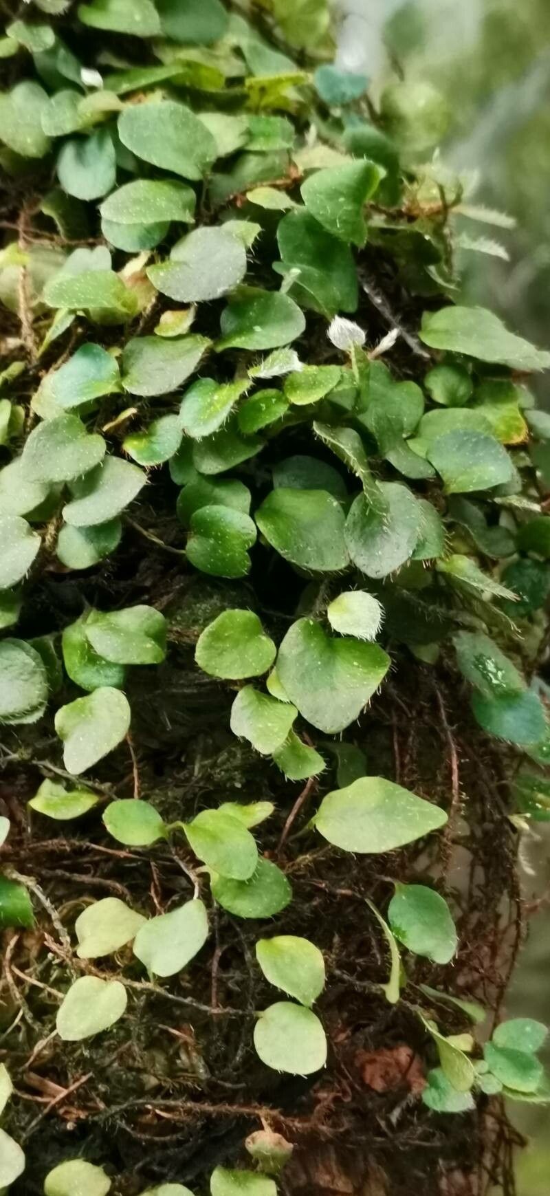 Microgramma reptans habit