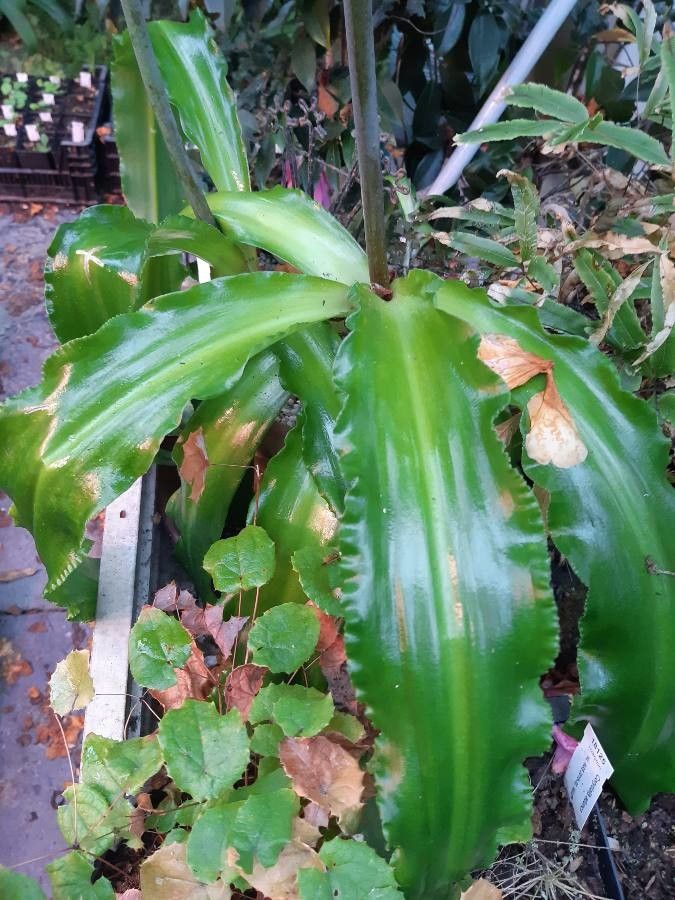 Veltheimia capensis — houseplant care guide