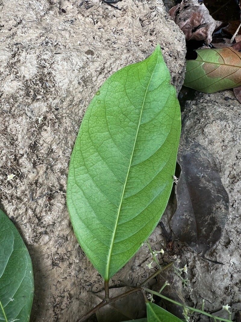 Licania elaeosperma — houseplant care guide