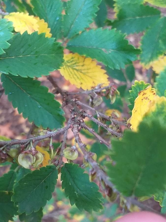 Hemiptelea davidii fruit