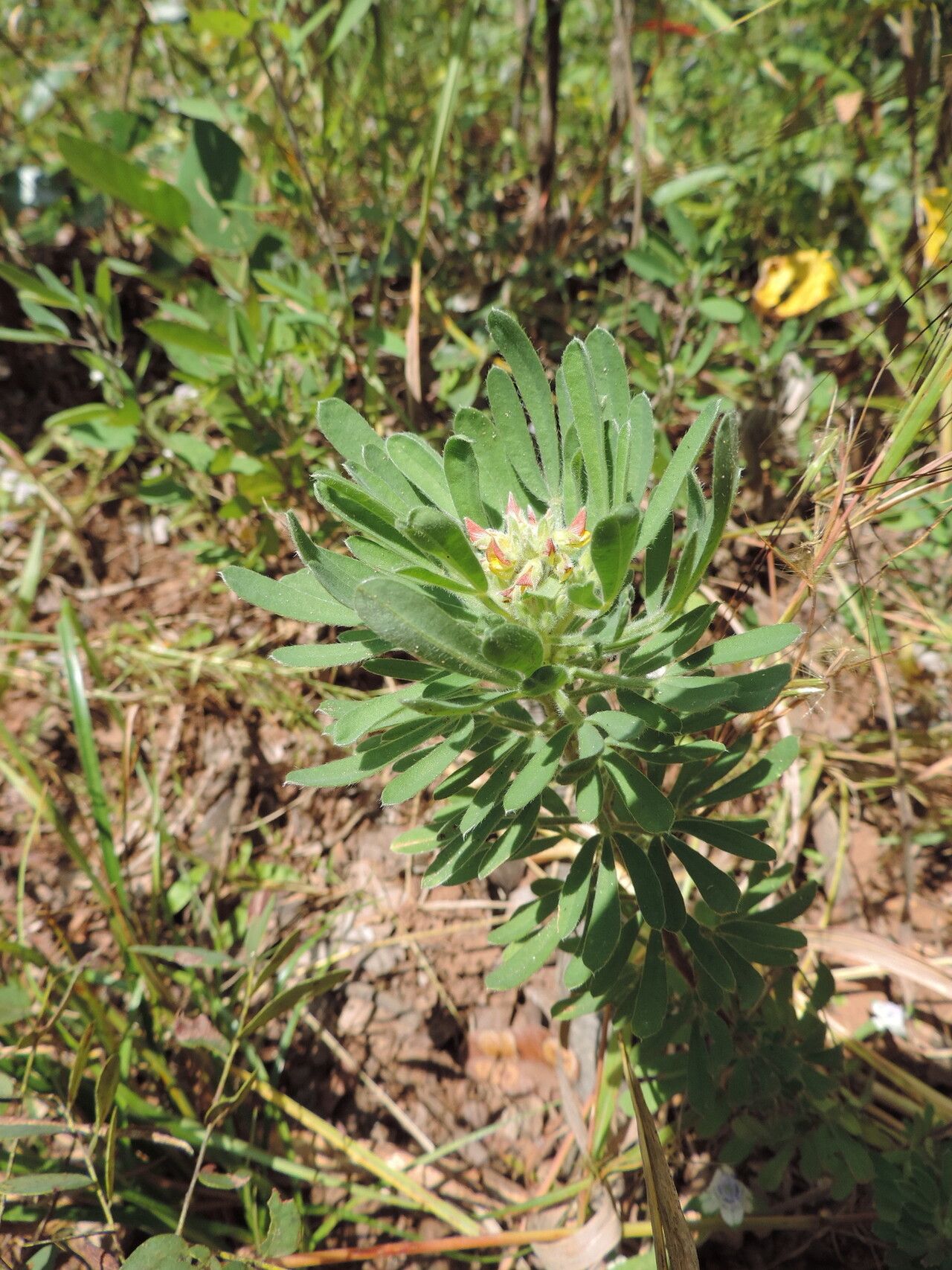 Crotalaria cephalotes — houseplant care guide