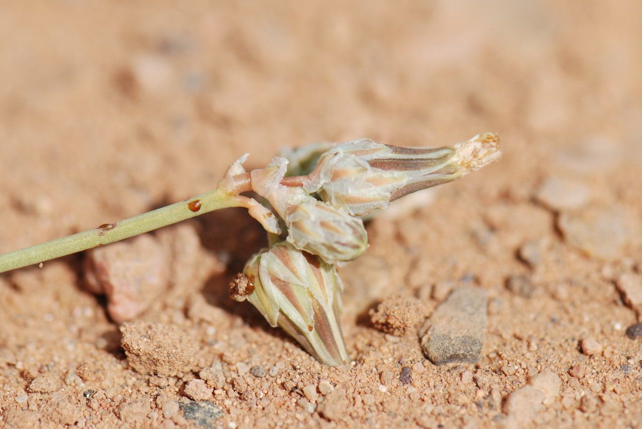 Launaea capitata fruit