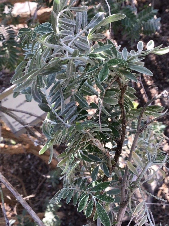 Anthyllis barba-jovis