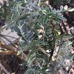 Anthyllis barba-jovis