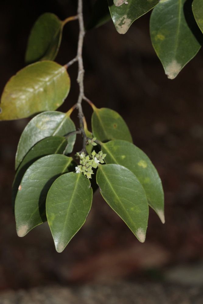 Hunga mackeeana flower