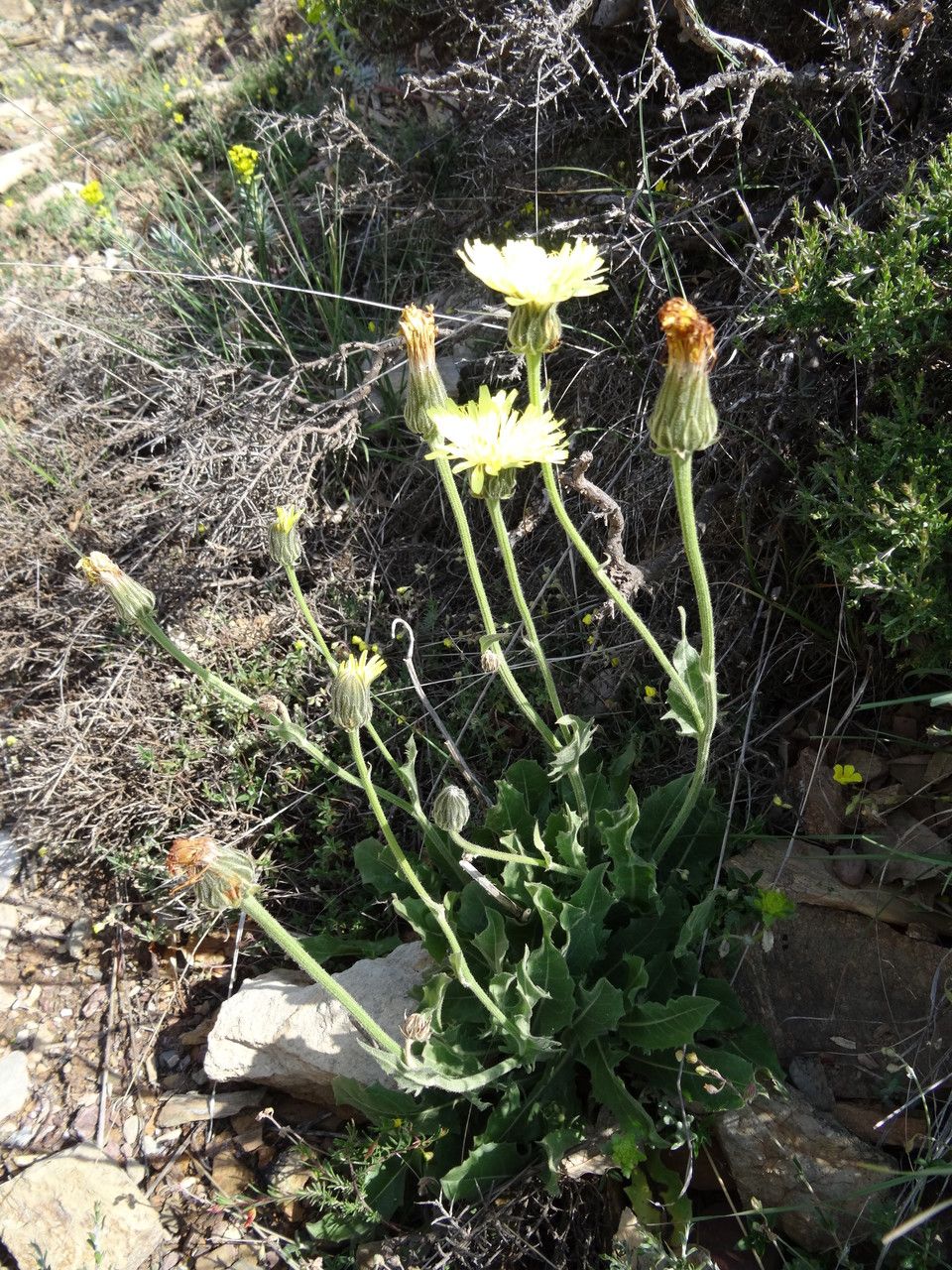 Hieracium pallidum habit