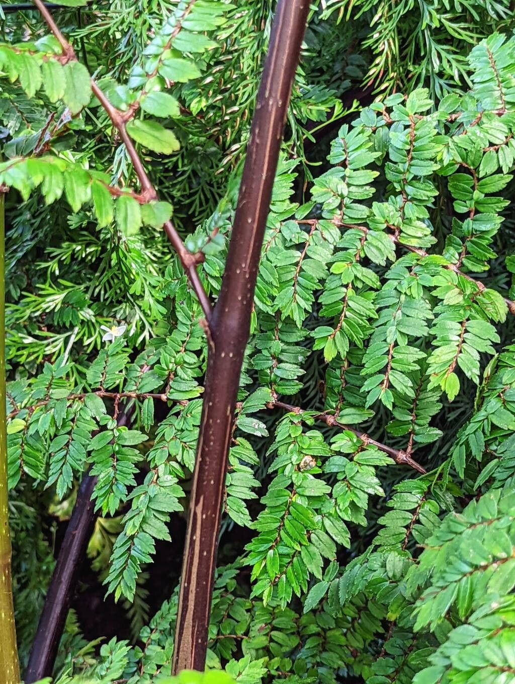 Begonia foliosa bark