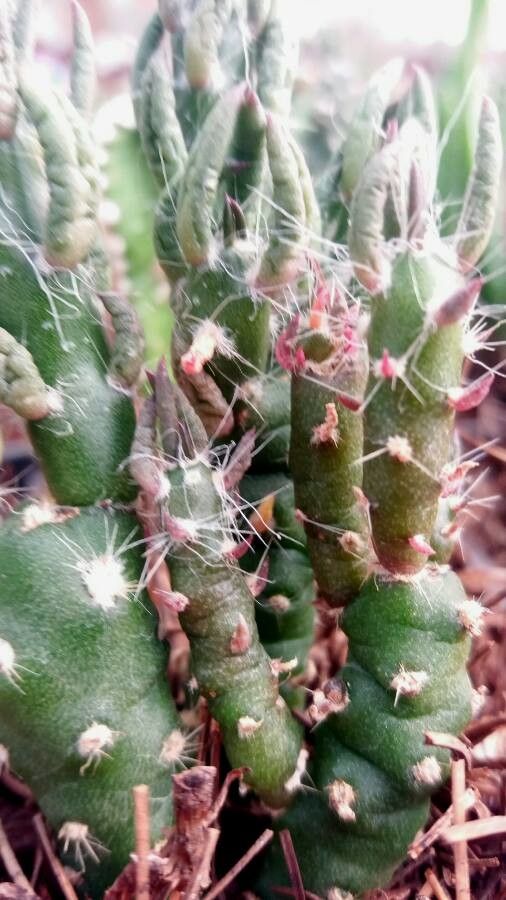 Austrocylindropuntia vestita bark