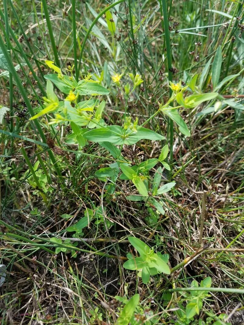 Hypericum mutilum flower