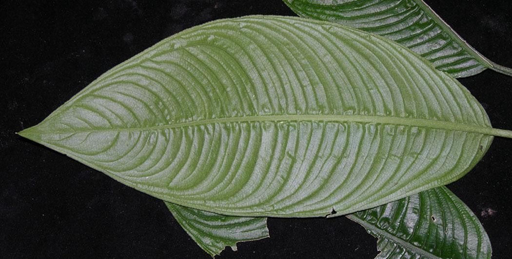 Dieffenbachia beachiana leaf