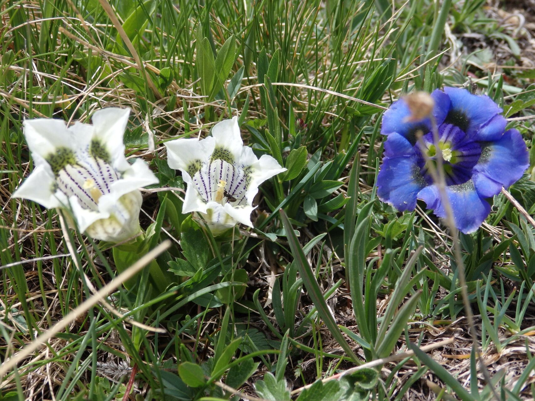 Gentiana algida flower