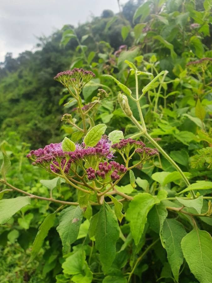 Vernonia brachycalyx habit