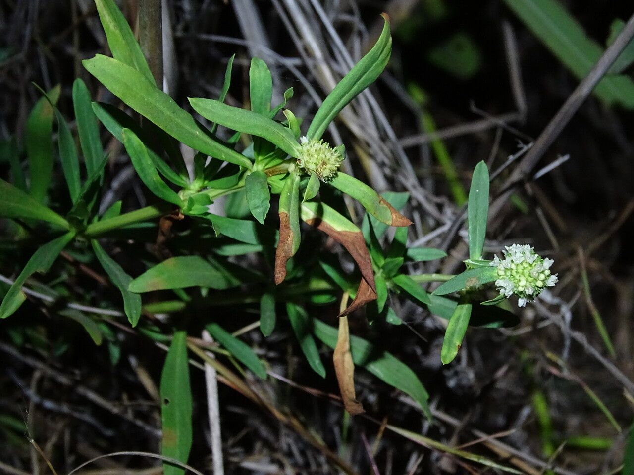 Spermacoce verticillata flower