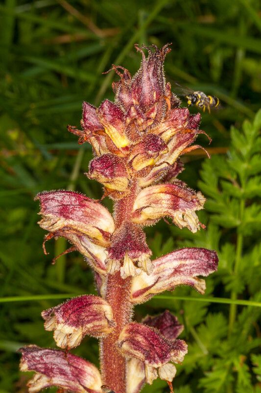 Orobanche reticulata bark