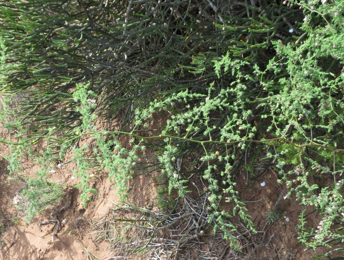 Asparagus fasciculatus habit