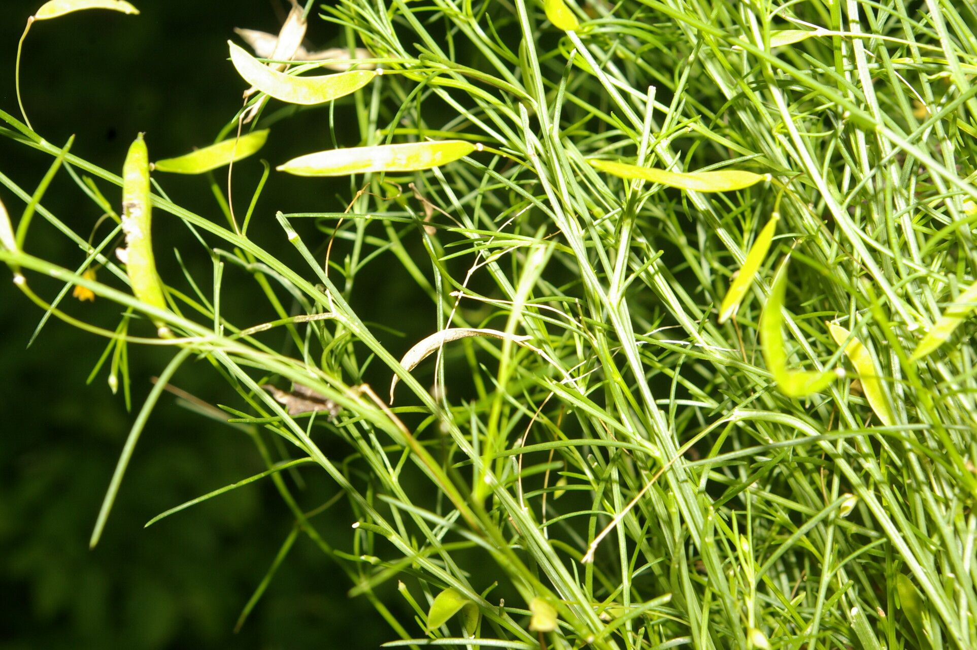 Cleome guianensis — houseplant care guide