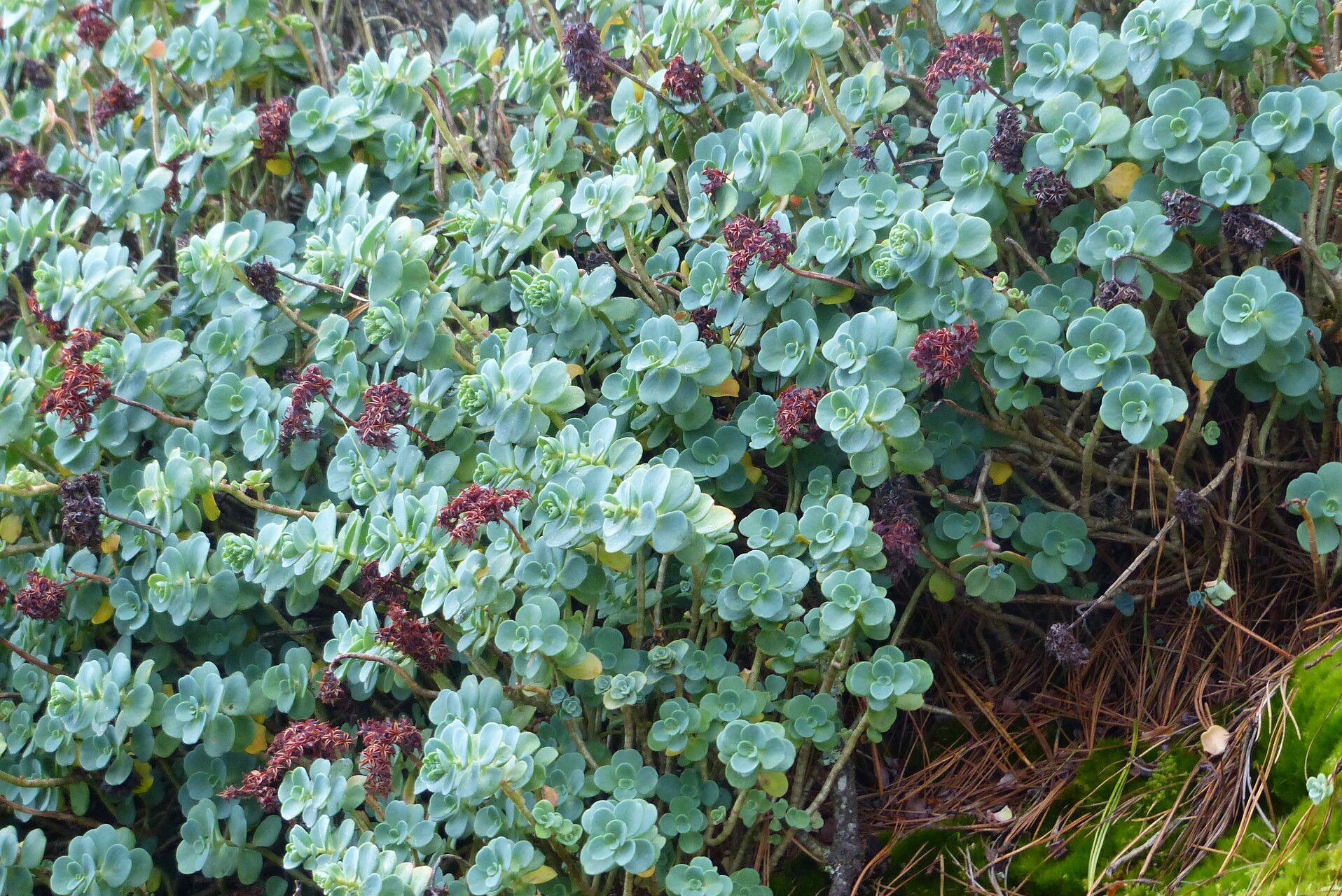 Echeveria nebularum leaf