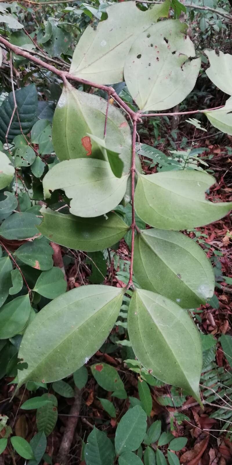 Memecylon accedens — related species from the same genus