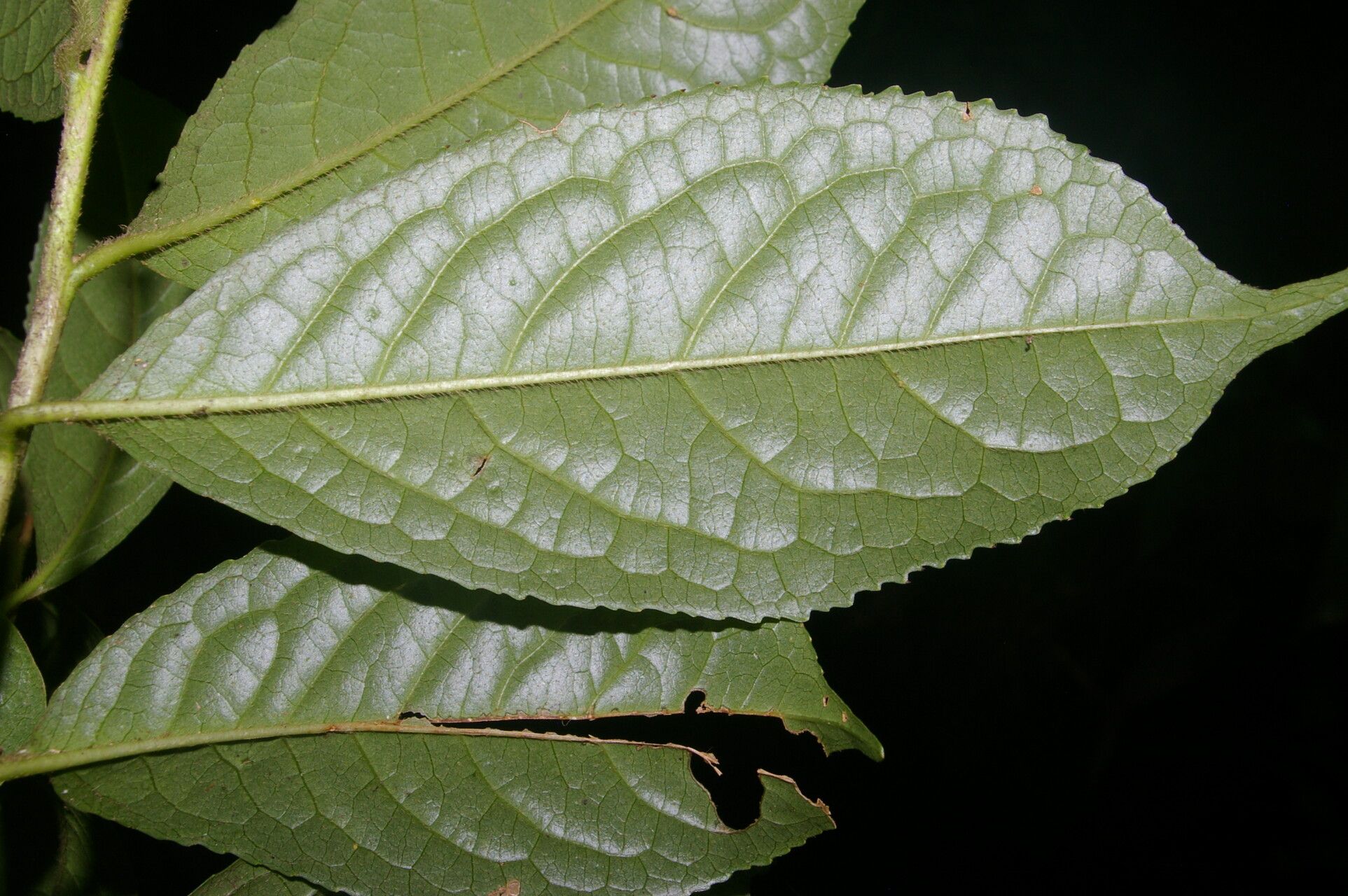 Symplocos panamensis — houseplant care guide