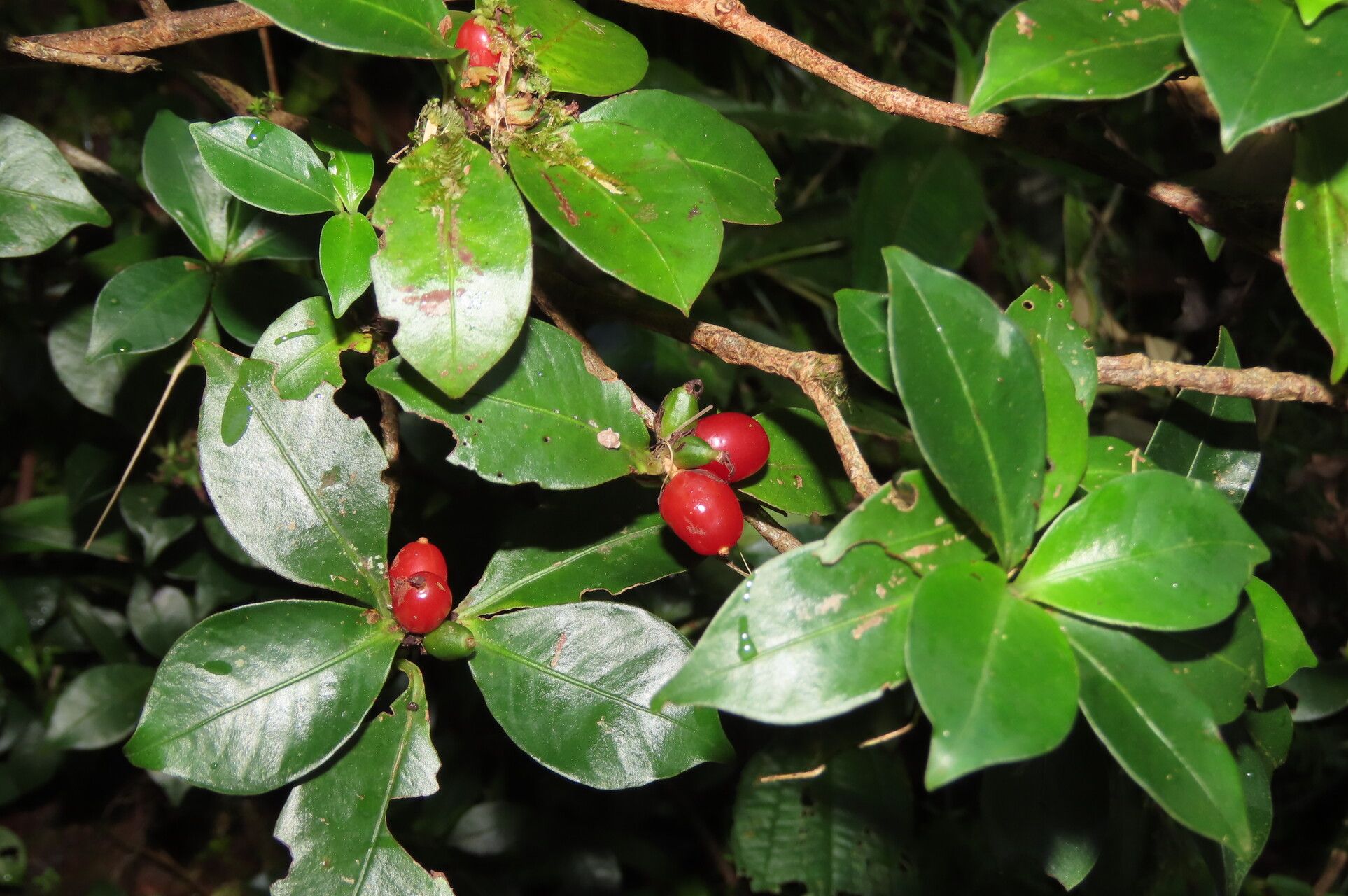 Psychotria chagrensis — houseplant care guide