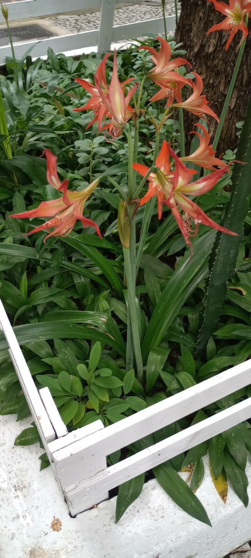 Hippeastrum striatum habit