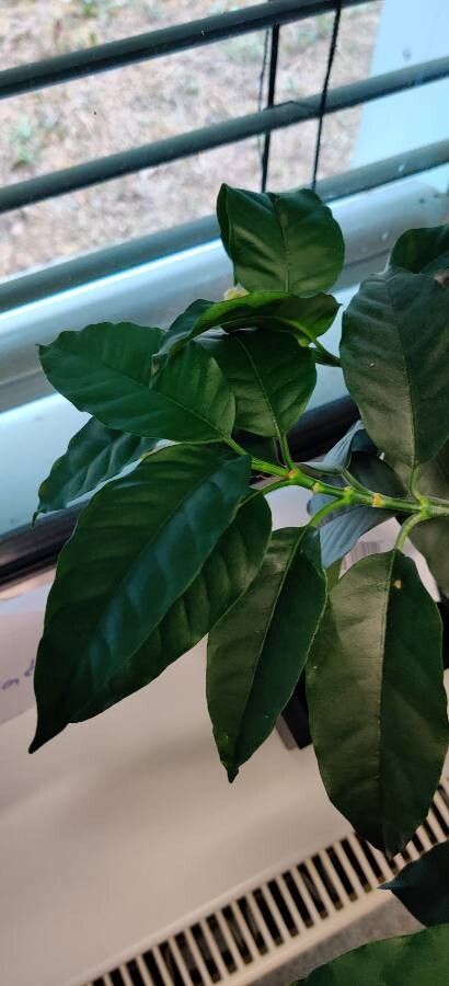 Hoya multiflora leaf