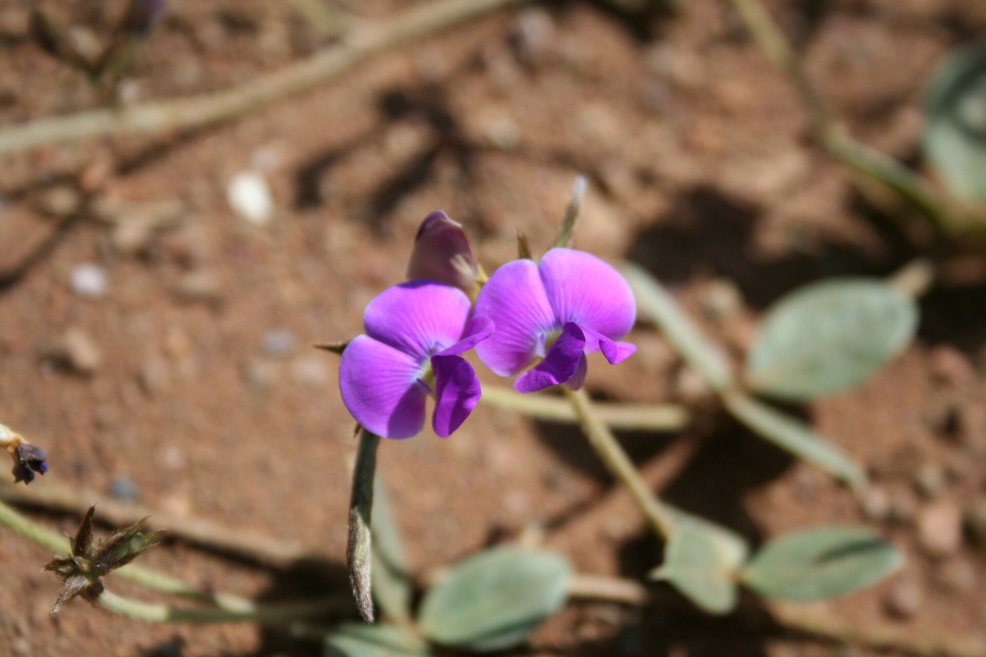Vigna dolomitica flower